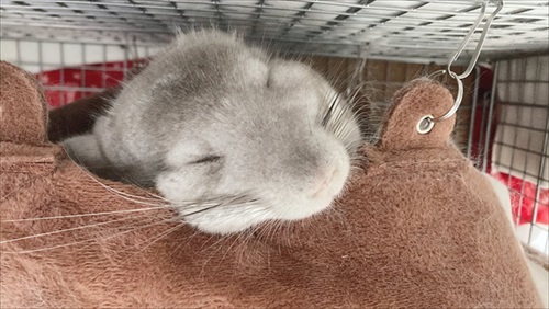 回し車の使い方を分かっていないチンチラさん