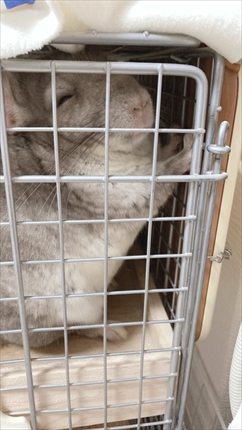 回し車の使い方を分かっていないチンチラさん