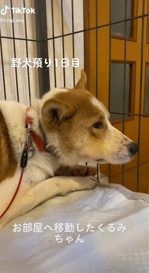 不安そうな保護犬
