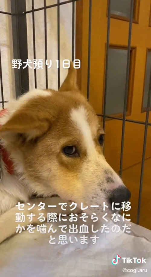 怖がる保護犬