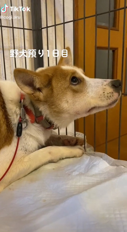 元野犬