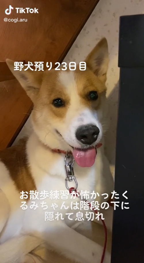 息切れする保護犬