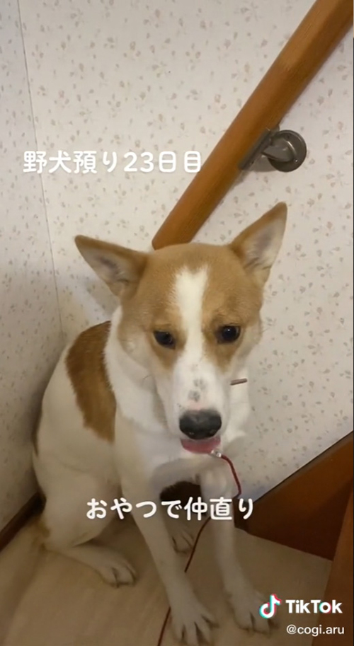 おやつを食べる保護犬
