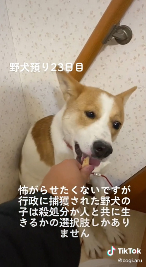 元野犬