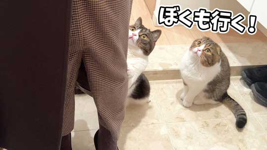 ねこ