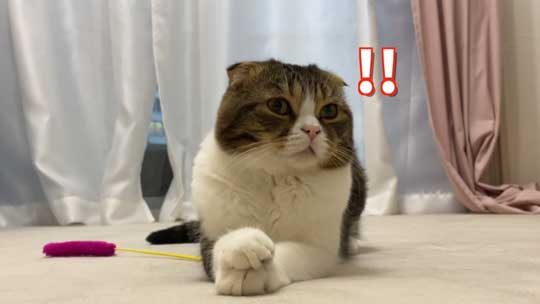 飼い主の外出に気付いた猫ちゃん