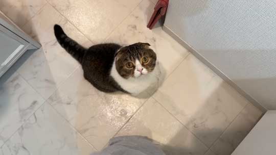 飼い主を洗面所まで追いかけてくる猫