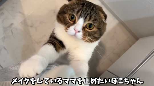 いかないでとアピールする猫