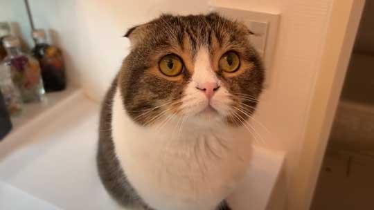 飼い主を見つめてくる猫ちゃん