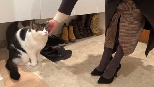 飼い主を見送る猫ちゃんたち