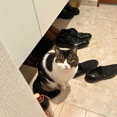 ママ 一緒に 出勤 止めたい 阻止 猫 お見送り