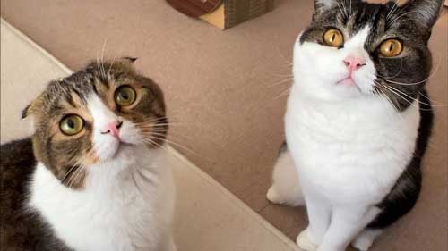 ママ 一緒に 出勤 止めたい 阻止 猫 お見送り