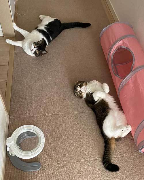 ママ 一緒に 出勤 止めたい 阻止 猫 お見送り