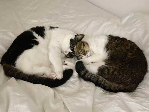 ママ 一緒に 出勤 止めたい 阻止 猫 お見送り