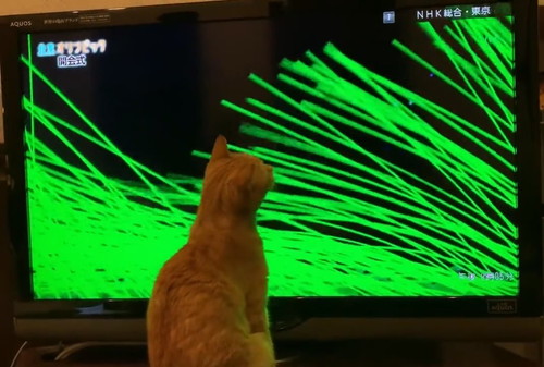 画面を見つめる猫と北京五輪のパフォーマンス