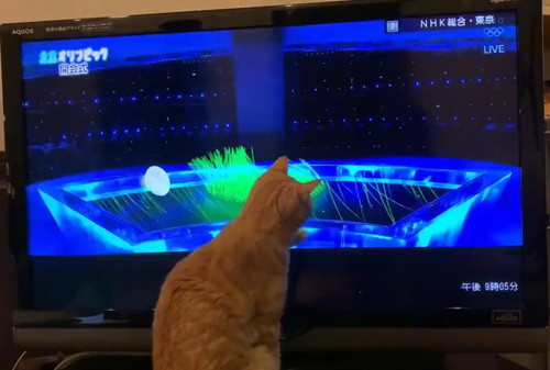 猫草のように扱う猫