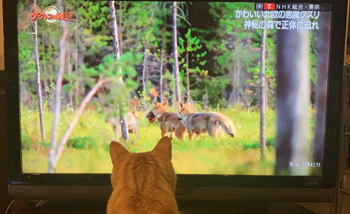 猫草と思っている猫ちゃん