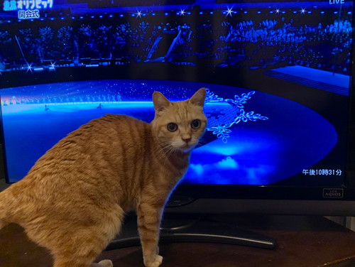 猫草と思っている猫ちゃん