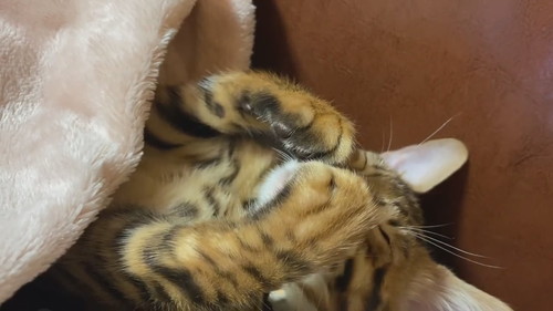 前足がゆっくり動く猫ちゃん