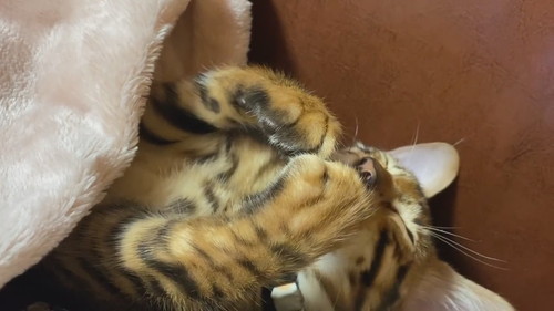 目が見えた猫ちゃん