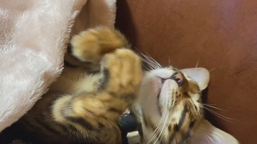 顔が見えた猫ちゃん