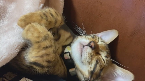 頭が動く猫ちゃん