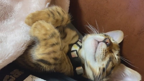 頭が反る猫ちゃん