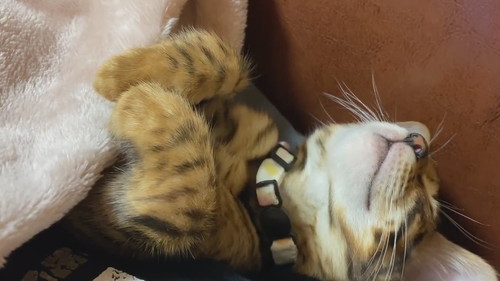 のけぞる猫ちゃん