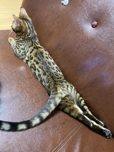 リラックスしている猫ちゃん