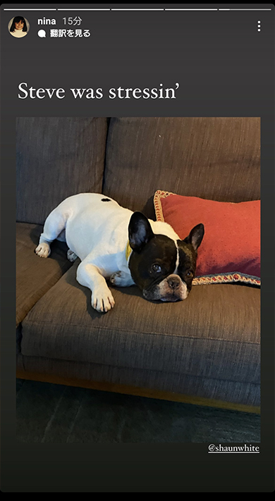 ショーンの愛犬スティーヴ
