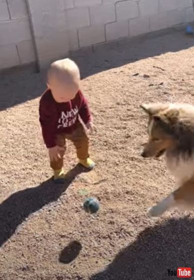 赤ちゃんとボールで遊んであげるワンちゃん
