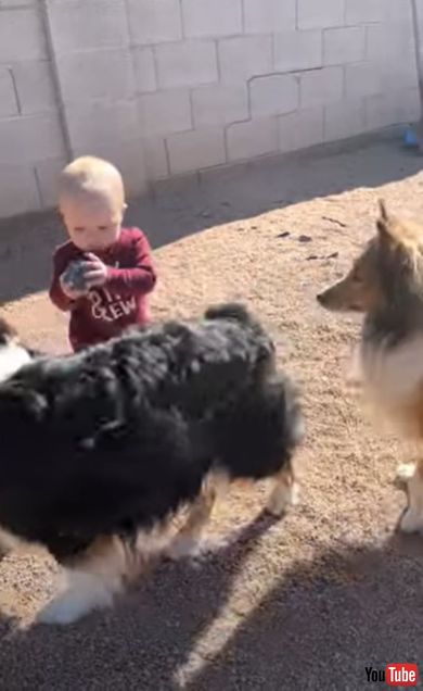 赤ちゃんとボールで遊んであげるワンちゃん
