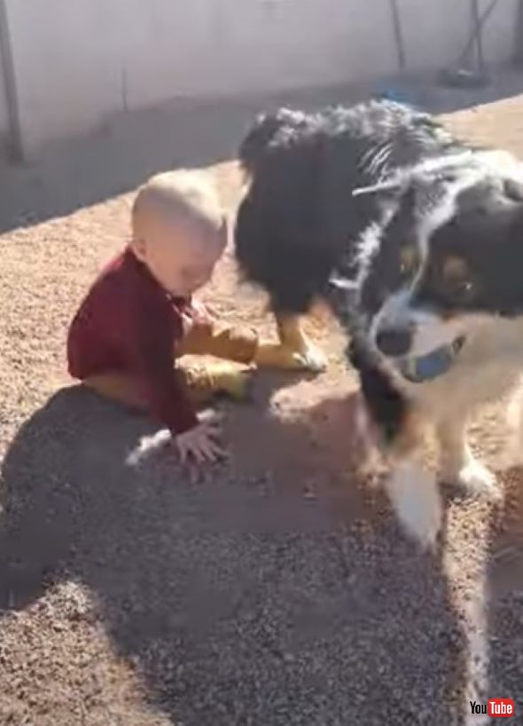 赤ちゃんとボールで遊んであげるワンちゃん