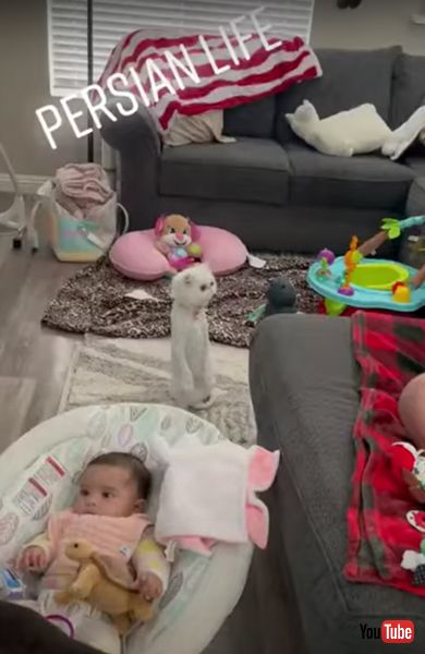 直立不動なニャンコ