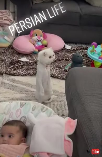 直立不動なニャンコ