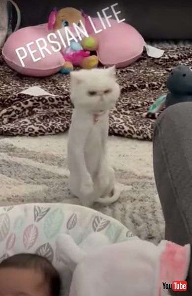 直立不動なニャンコ