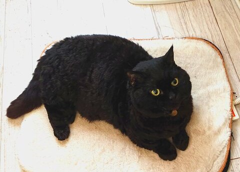 ホットカーペットでくつろぐ黒猫