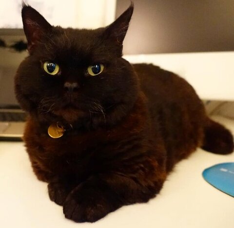 じーっと見つめる黒猫