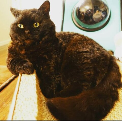 片腕をついて座る黒猫