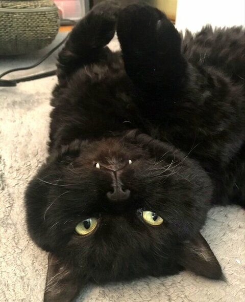 ひっくり返る黒猫