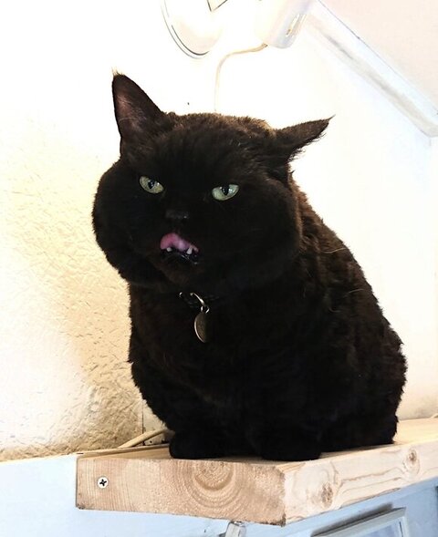ベロをだす黒猫
