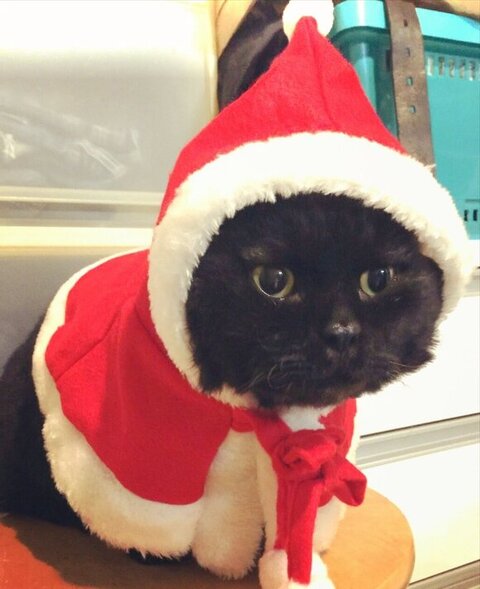 サンタコスの黒猫