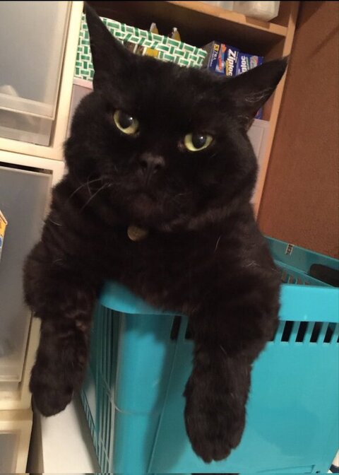 カゴに入る黒猫