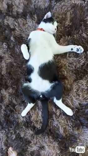 死んだふりをする子猫