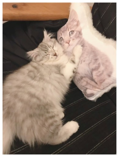 細川直美、夫婦で50歳迫り愛猫との暮らしに思い巡らす 「迎えするのに