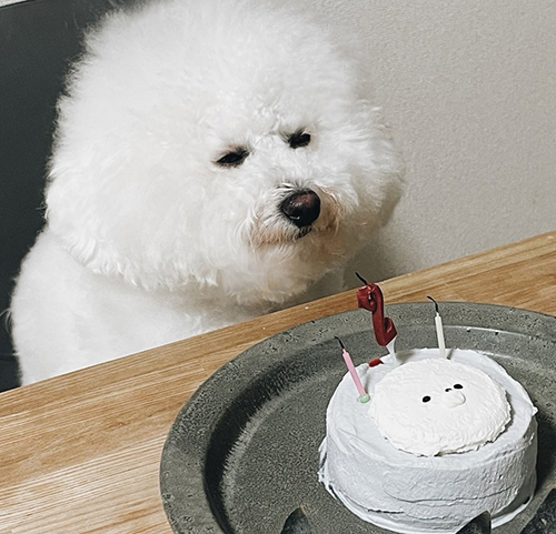 すごい顔のプンちゃんトリミング