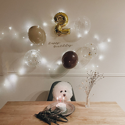 お誕生日モードプンちゃん