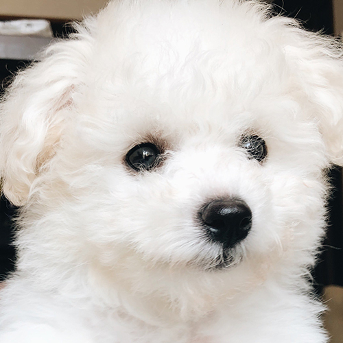 幼少期プンちゃん