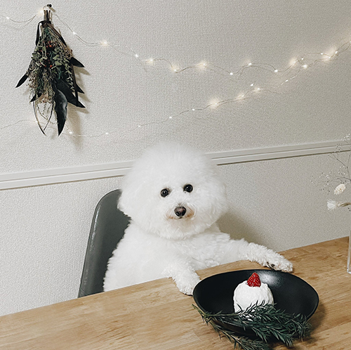 クリスマスプンちゃん