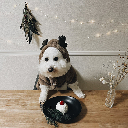 トナカイプンちゃん